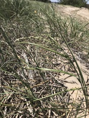 Panicum racemosum