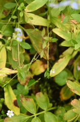 Stellaria crassifolia