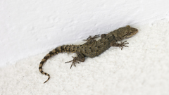 Kotschy's Gecko photo 5