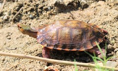 Rhinoclemmys pulcherrima rogerbarbouri