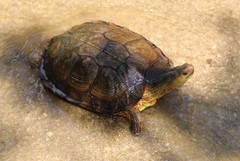 Rhinoclemmys pulcherrima rogerbarbouri