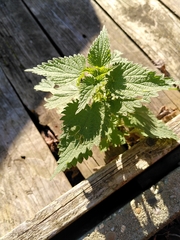 Urtica dioica