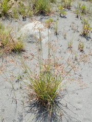 Fimbristylis complanata