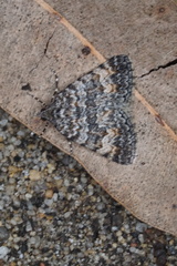 Dichromodes semicanescens