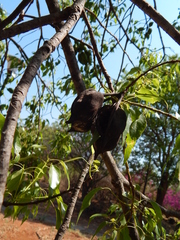 Brachychiton populneus