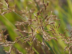 Fimbristylis complanata