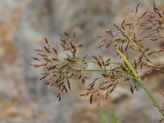 Fimbristylis complanata