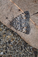 Dichromodes semicanescens