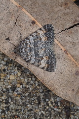 Dichromodes semicanescens