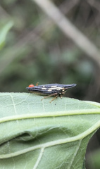 Polyglypta costata