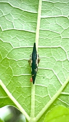 Polyglypta costata