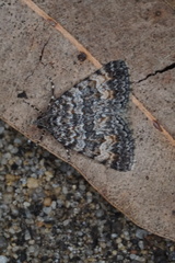 Dichromodes semicanescens