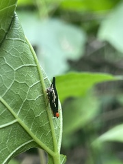 Polyglypta costata