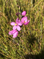 Ixia stricta