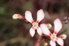Stylidium lepidum