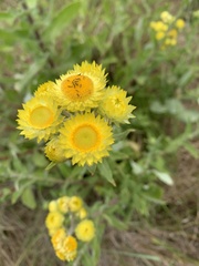 Helichrysum aureum
