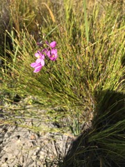 Ixia stricta
