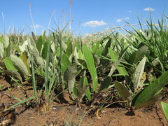 Parinari capensis capensis
