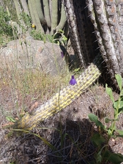 Conanthera