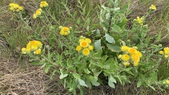 Helichrysum aureum