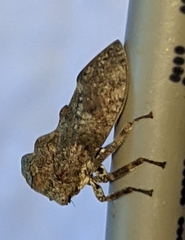 Microcentrus perditus