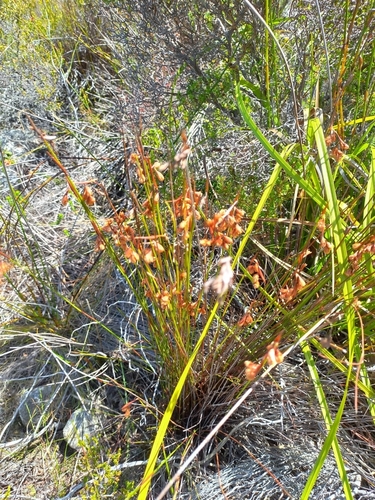 Image of Staberoha banksii by (c) Adele SL, some rights reserved (CC BY)