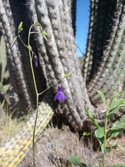Conanthera