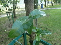 Garcinia prainiana