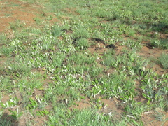 Parinari capensis capensis