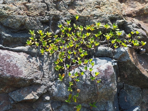 Ficus vaccinioides