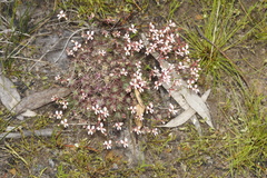 Stylidium lepidum