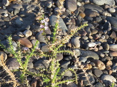 Junellia seriphioides