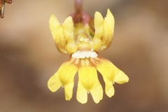 Goodenia micrantha