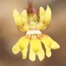 Goodenia micrantha - Photo 由 Dustyn and Catherine 所上傳的 (c) Dustyn and Catherine，保留部份權利CC BY-NC
