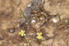 Goodenia micrantha