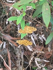 Epobeidia tigrata tigrata