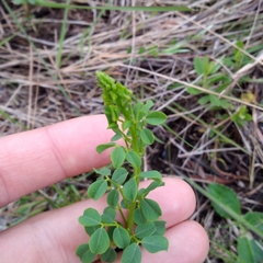Poiretia tetraphylla