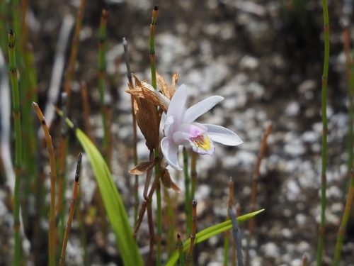 Image of Bletilla formosana by no rights reserved