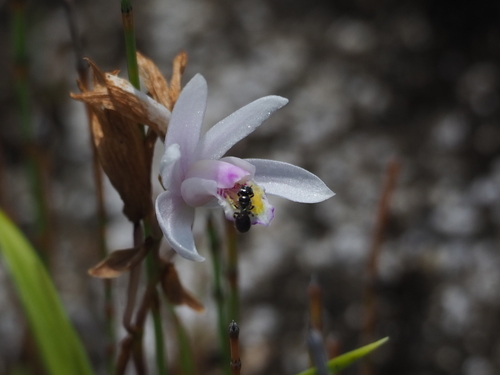 Image of Bletilla formosana by no rights reserved