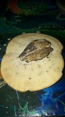 Trametes