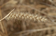 Cenchrus pedicellatus