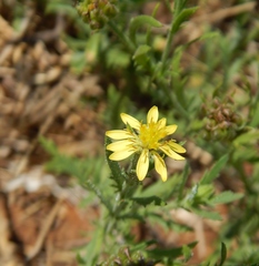 Osteospermum muricatum