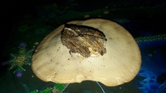 Trametes