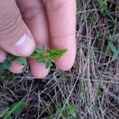 Poiretia tetraphylla