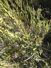 Cliffortia phyllanthoides