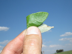 Parinari capensis capensis