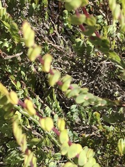 Cliffortia phyllanthoides