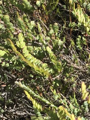 Cliffortia phyllanthoides