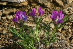 Oxytropis nuda