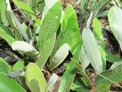 Parinari capensis capensis